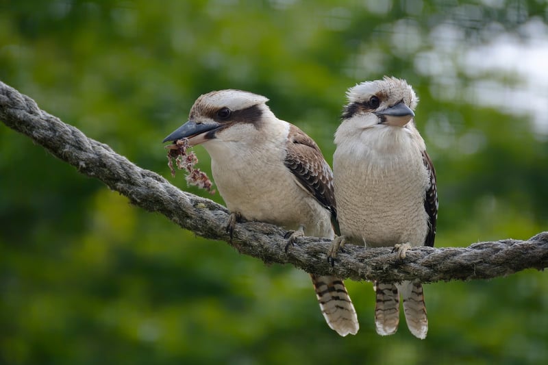 Wildlife Awareness